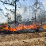 Reportan seis incendios forestales activos en el estado