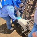 Realiza SDR intervención de saneamiento en predio donde se detectó caso de Gusano Barrenador del Ganado